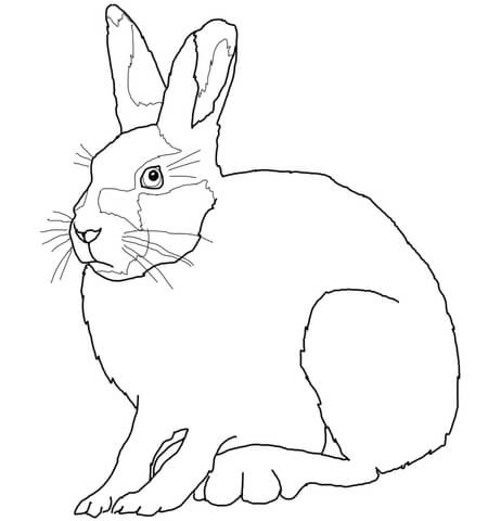 Arctic Hare Coloring Page